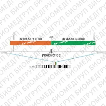 ДЛЯ КЛИЕНТОВ ЗА ПРЕДЕЛАМИ США. SureFISH 12q14 DDIT3 5 BA 498kb P20 RD