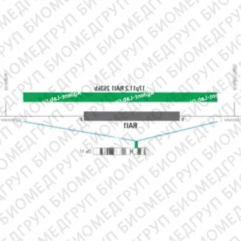 ДЛЯ КЛИЕНТОВ ЗА ПРЕДЕЛАМИ США. SureFISH 17p11.2 RAI1 263kb P100 GR