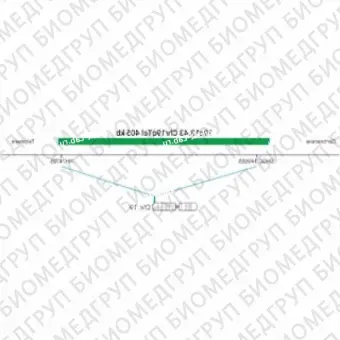 ДЛЯ КЛИЕНТОВ ЗА ПРЕДЕЛАМИ США. SureFISH 19q13.43 Chr19qTel 405kb P20 GR