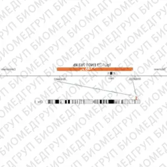 ДЛЯ КЛИЕНТОВ ЗА ПРЕДЕЛАМИ США. SureFISH 1p36.23 ENO1 763kb P20 RD