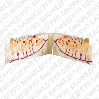 TOOTH MODEL VTYPE демонстрационная модель с сагиттальным разрезом