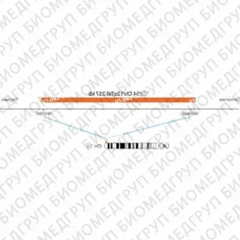 ДЛЯ КЛИЕНТОВ ЗА ПРЕДЕЛАМИ США. SureFISH 13q34 Chr13qTel 357kb P20 RD