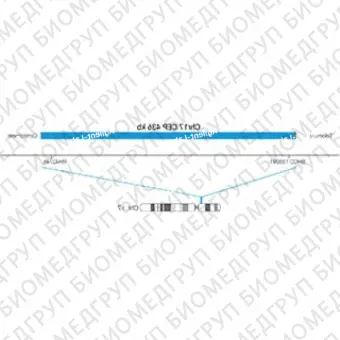 ДЛЯ КЛИЕНТОВ из США. SureFISH Chr17 CEP 436кб P20 BL. КЭП 17, Копийный номер, 20 тестов, Аква, Концентрат, Ручное использование