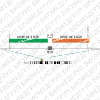 ДЛЯ КЛИЕНТОВ из США. SureFISH ROS1 BA P20. ROS1, Break Apart, 20 тестов, Cy3FITC, Концентрат, Ручное использование