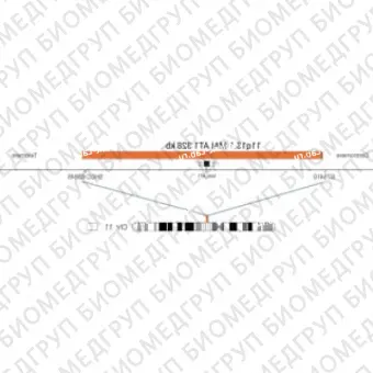 ДЛЯ КЛИЕНТОВ ЗА ПРЕДЕЛАМИ США. SureFISH 11q13.1 МАЛАТ1 328kb P20 RD