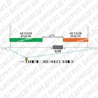 ДЛЯ КЛИЕНТОВ ЗА ПРЕДЕЛАМИ США. SureFISH 3q27.3 BCL6 3146 BA 371kb P20 RD