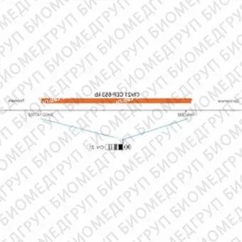 ДЛЯ КЛИЕНТОВ ЗА ПРЕДЕЛАМИ США. SureFISH Chr21 CEP 653kb P20 RD