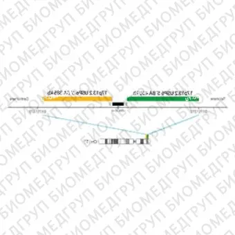 ДЛЯ КЛИЕНТОВ из США. SureFISH 17p13.2 USP6 5 BA 400кб P20 GR. USP6, Break Apart, 20 тестов, FITC, концентрат, ручное использование