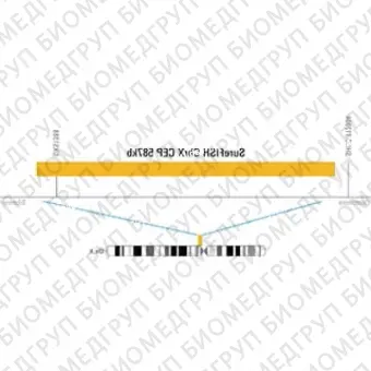 ДЛЯ КЛИЕНТОВ ЗА ПРЕДЕЛАМИ США. SureFISH ChrX CEP 587kb P20 RD