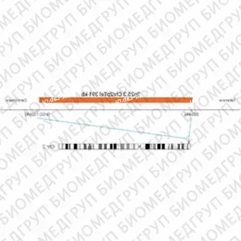 ДЛЯ КЛИЕНТОВ ЗА ПРЕДЕЛАМИ США. SureFISH 2p25.3 Chr2pTel 391kb P20 RD