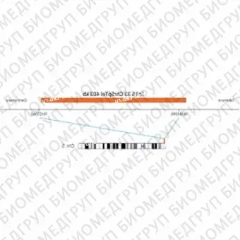 ДЛЯ КЛИЕНТОВ из США. SureFISH 5p15.33 Chr5pTel 403кб P20 RD. Теломеры Chr5p, Номер копии, 20 тестов, Cy3, Концентрат, Ручное использование