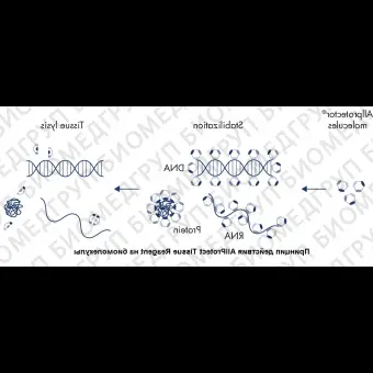 Реагент, стабилизирующий ДНК, РНК и белки в образцах животных тканей Allprotect Tissue Reagent, Qiagen, 76405, 100 мл