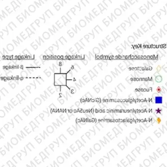 Стандарт Nгликанов AdvanceBio InstantQ G0FN/FA1 ранее ProZyme. Nгликан асиало, агалакто, биантенный комплекс Nгликан1 Nацетилглюкозамин и с сердцевинной фукозой, меченный InstantQ для использования в качестве качественного стандарта с системой