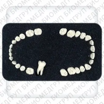 Комплект зубов к дентоальвеолярной модели из 28 зубов для стоматологического симулятора Леонардо