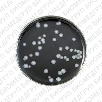 Среда ростовая BCYE для изоляции Legionella, чашки Петри 90 мм, 10 шт/уп, Thermo FS, PO5072A