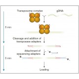 Набор для секвенирования ДНК в полевых условиях, Field Sequencing Kit, Oxford Nanopore Technologies, SQK-LRK001