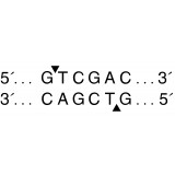 Эндонуклеаза рестрикции SalI, 100 000 ед/мл, New England Biolabs, R0138 T, 2 000 единиц