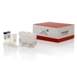 Набор для выделения ДНК, PureLink Genomic DNA Mini Kit, Thermo FS, K182002, 250 выделений