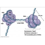 Набор DNMT1 Inhibitor Screening Assay Kit, Abcam, ab113465-96, 96 тестов