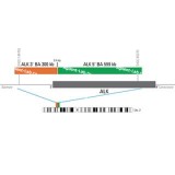 ДЛЯ КЛИЕНТОВ из США. SureFISH ALK BA P20X6. ALK, Break Apart, 120 тестов, FITC-Cy3, концентрат, ручное использование