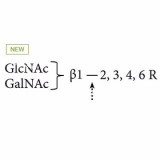 β-(1-2,3,4,6)-гексозаминидаза, класс для секвенирования (фасоль джек) (ранее ProZyme)